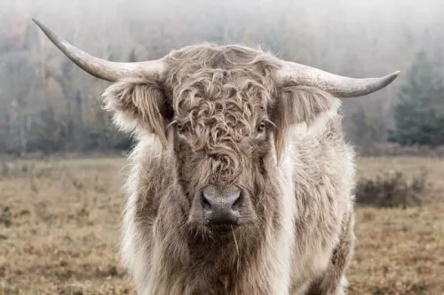 Uniek en handgemaakt  Hoogland in de natuur 120x80cm